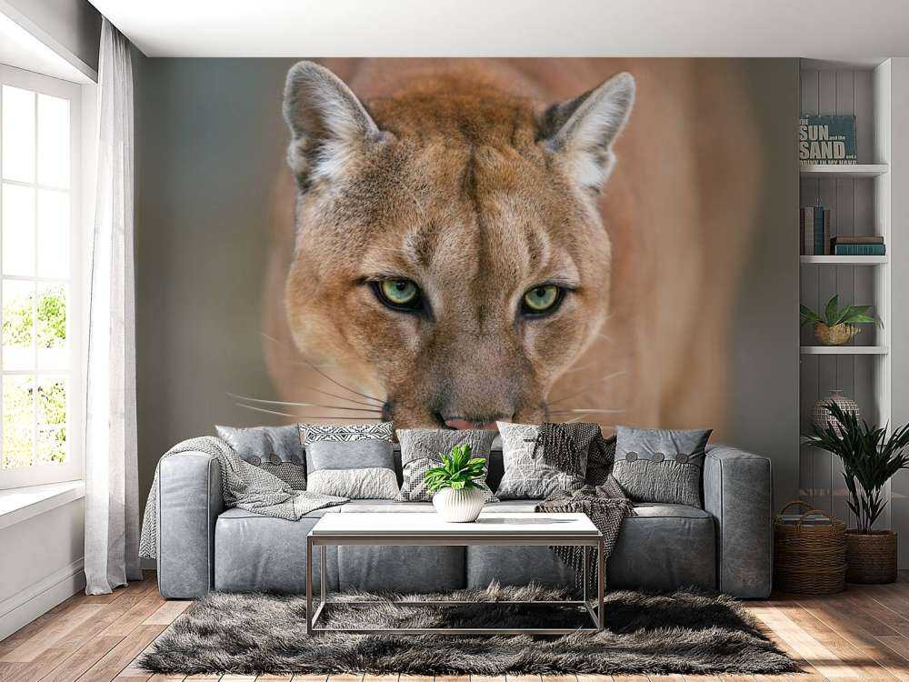 Puma en gros plan