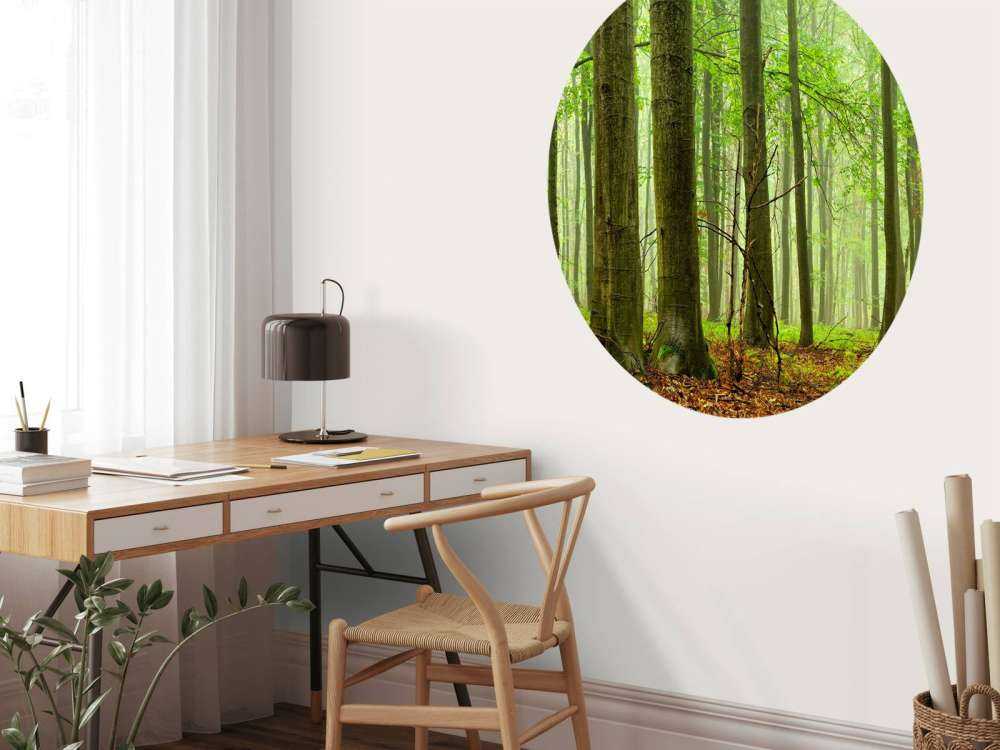 Forêt de hêtres
