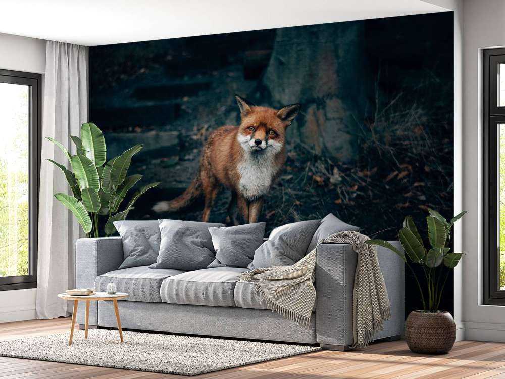 Un renard curieux