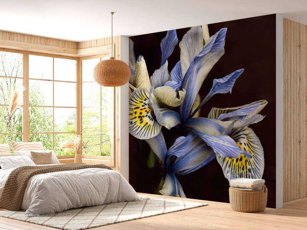 Iris bleus