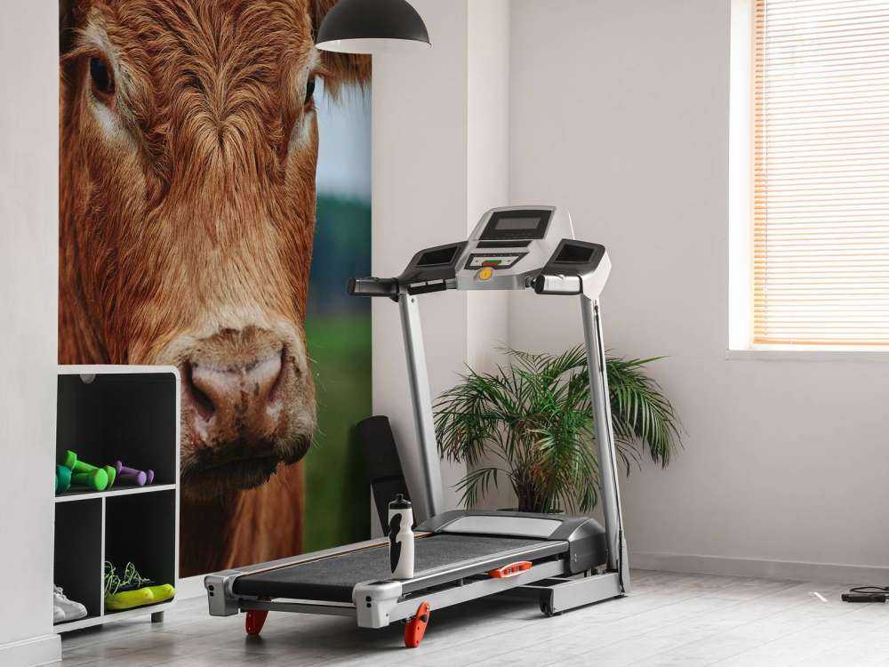 Portrait d'une vache