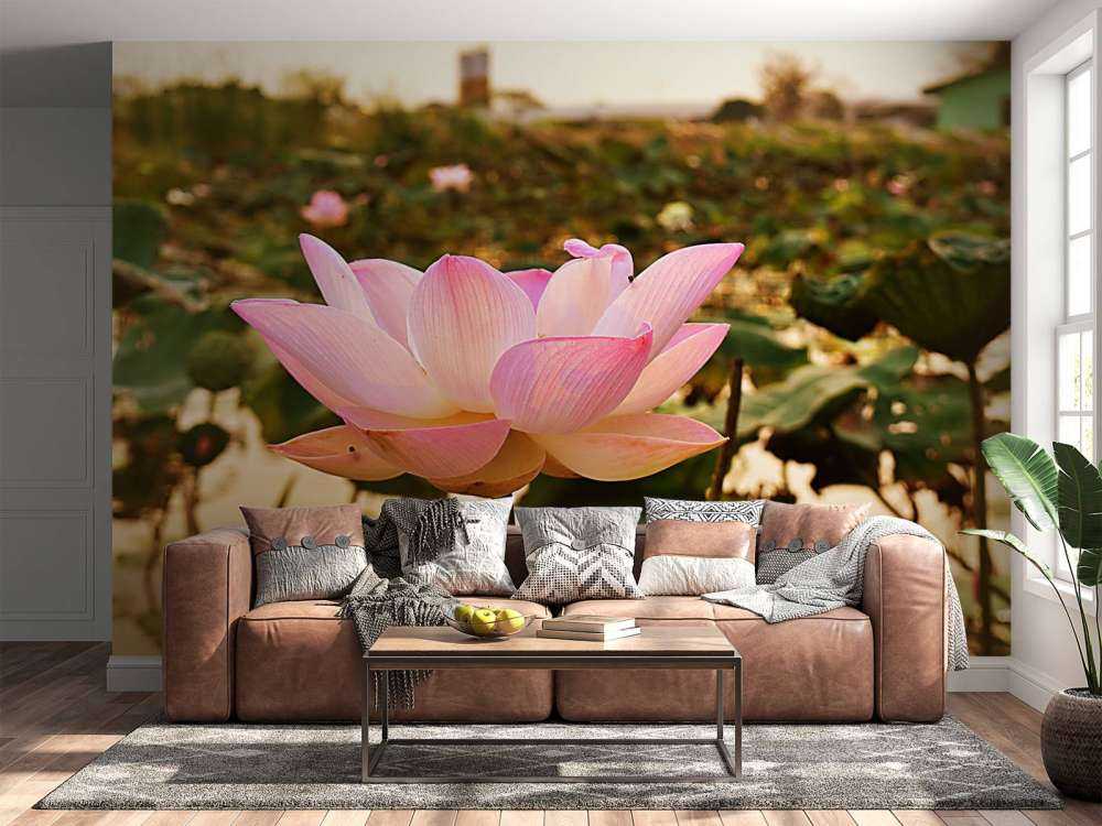 La fleur de lotus rose