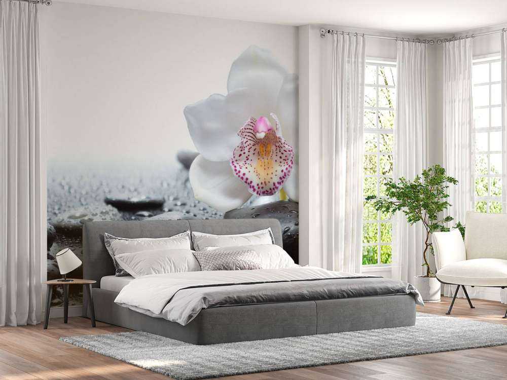 Orchidée blanche