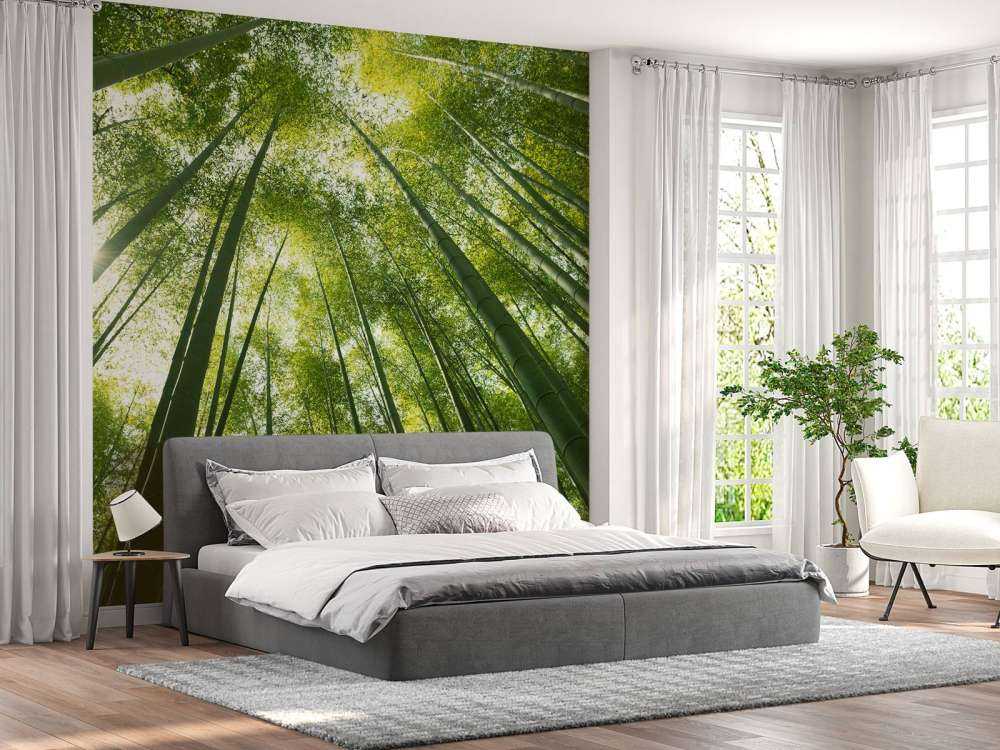Forêt de bambous au Japon