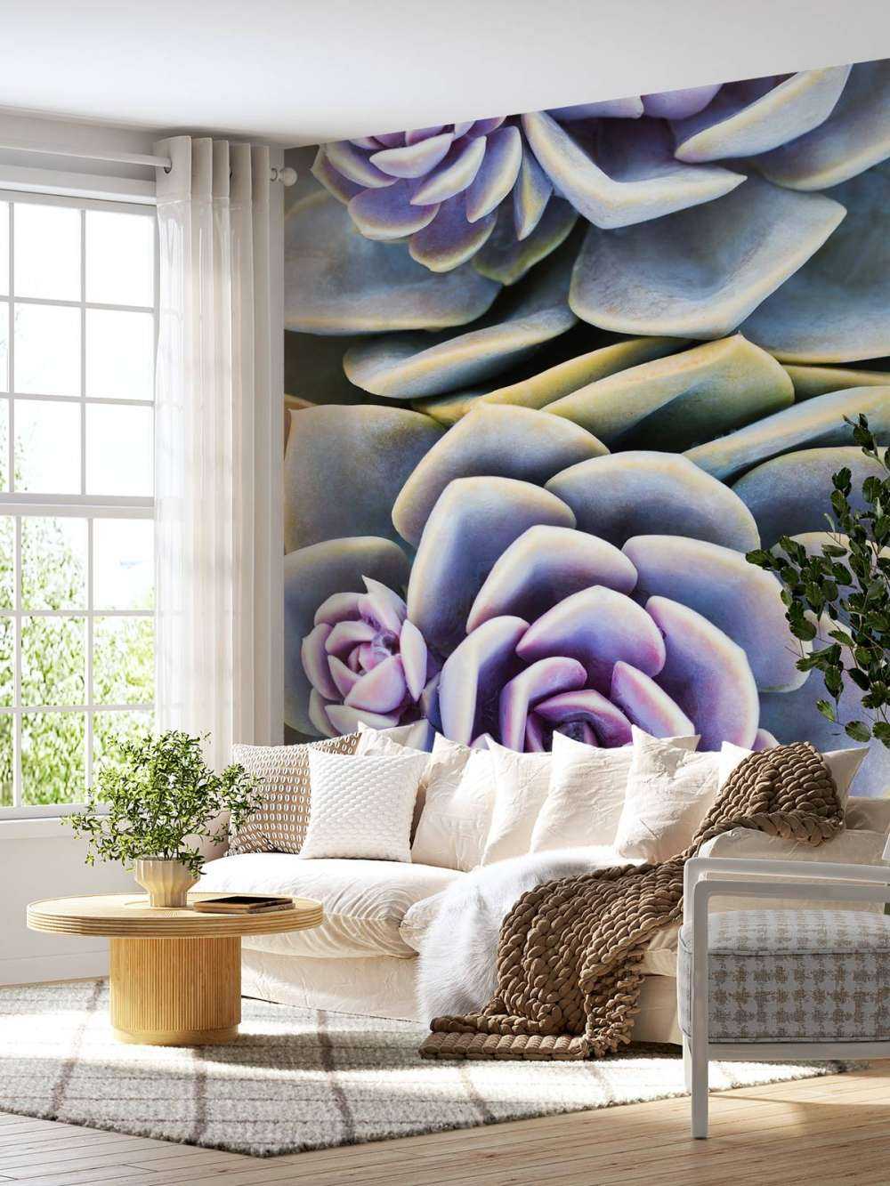 Succulents