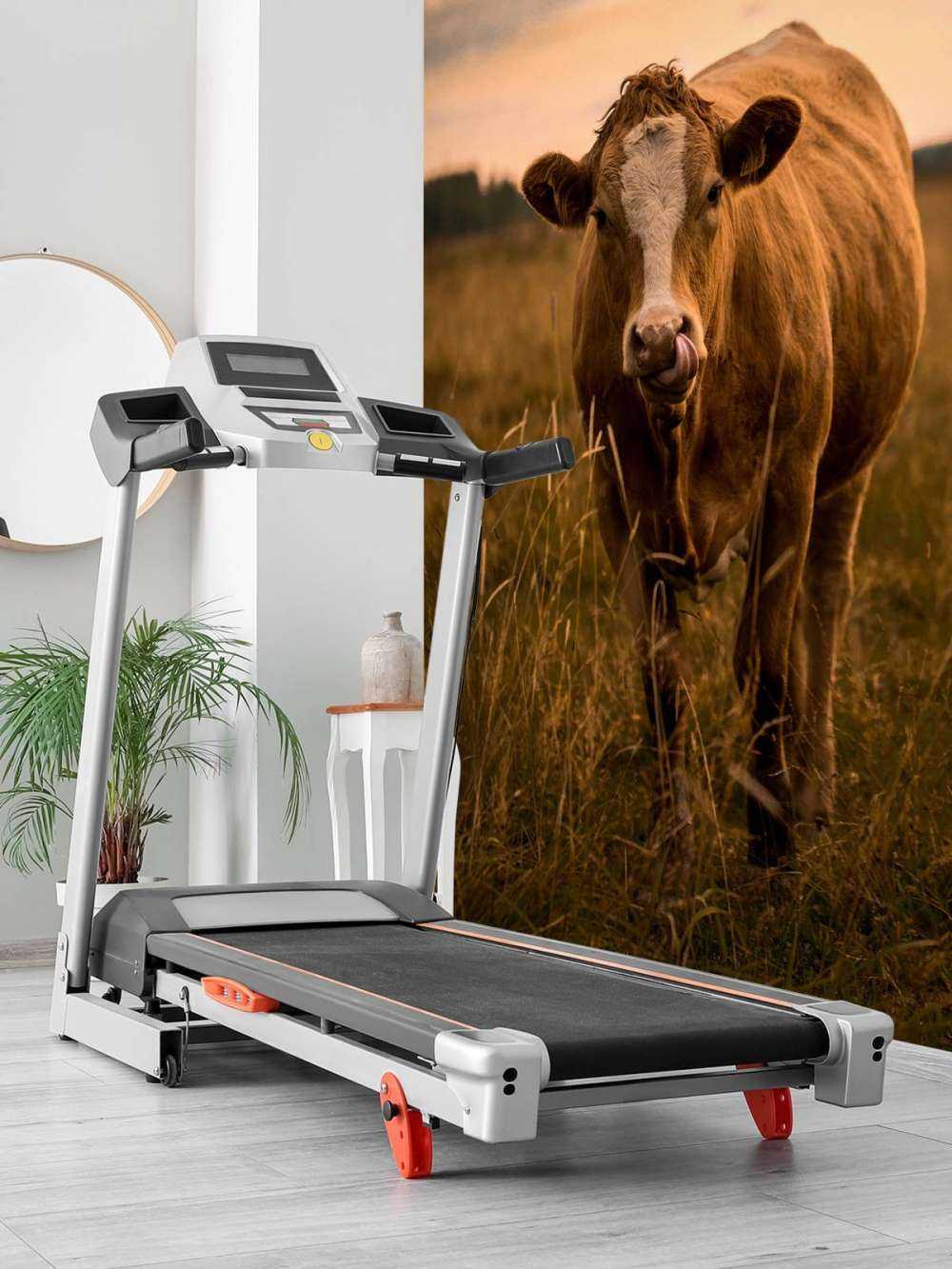 Vache avec la langue dans le nez