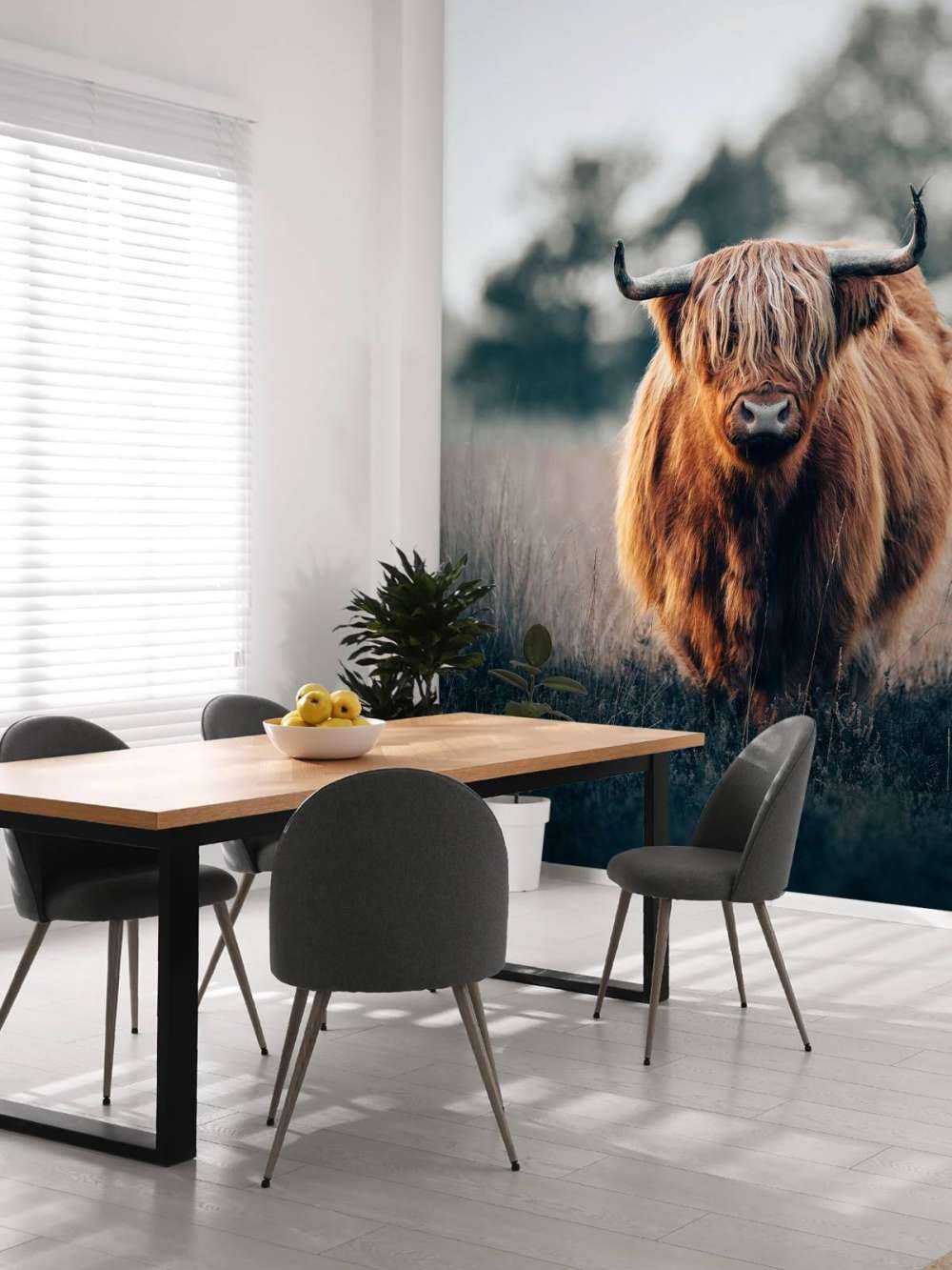 Portrait d'un bovin des Highlands