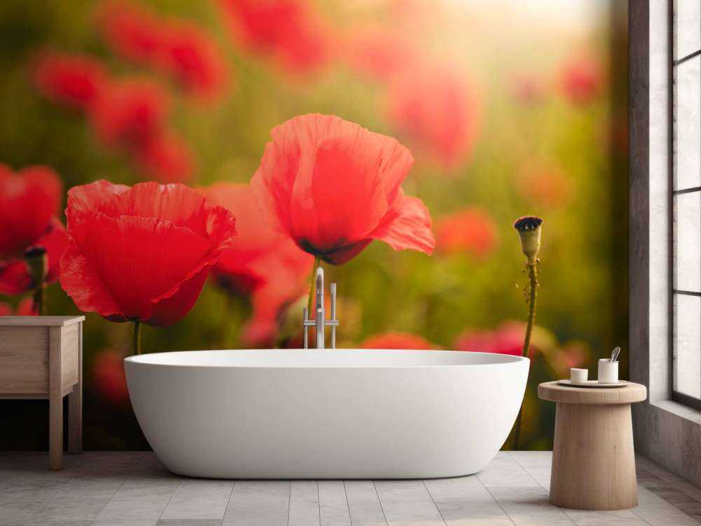 Coquelicots au lever du soleil
