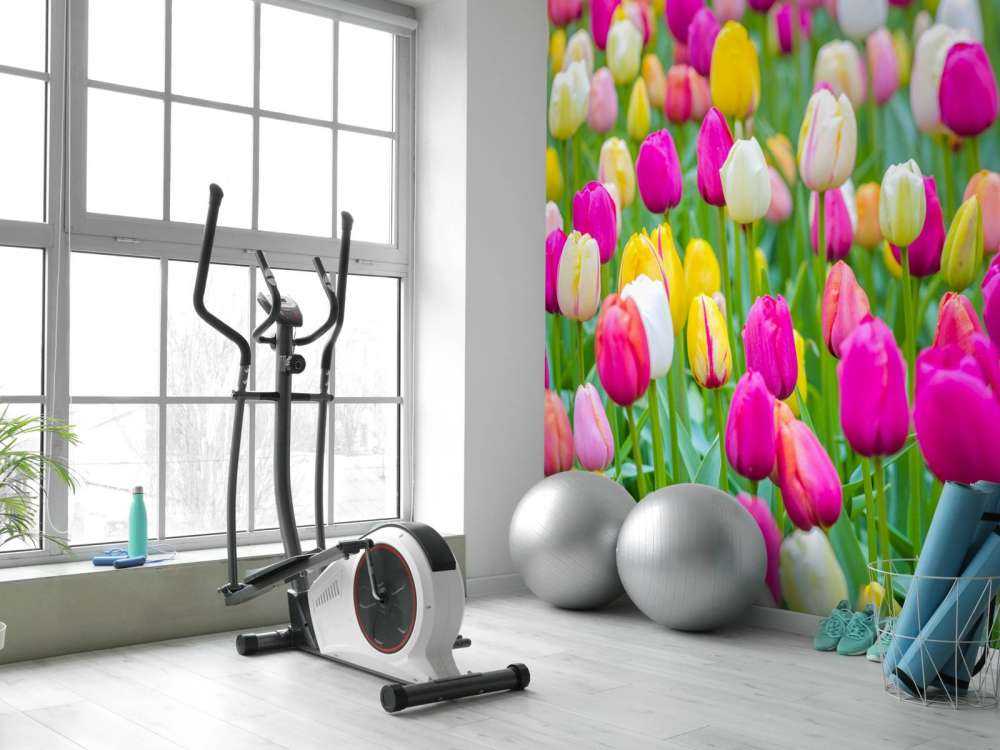 Tulipes multicolores dans un champ