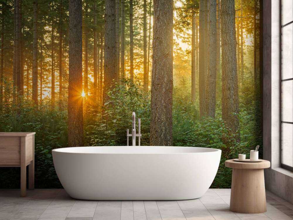 Rayons de soleil dans une forêt de conifères