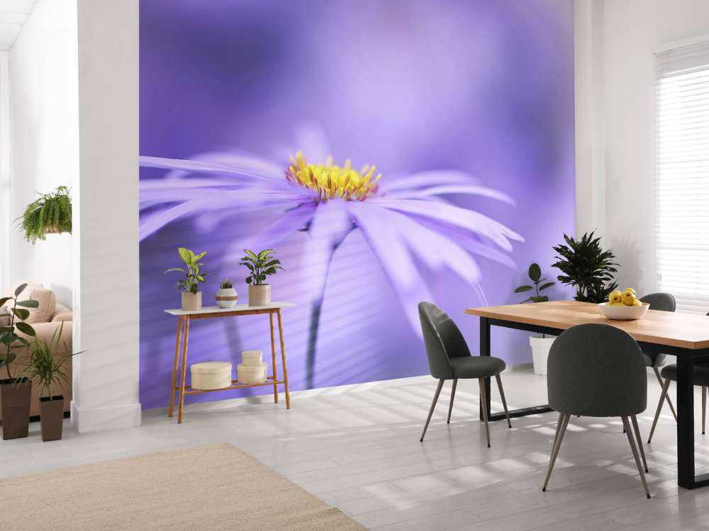 Marguerites violettes