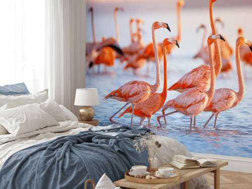 Flamants roses avec un regard fixe