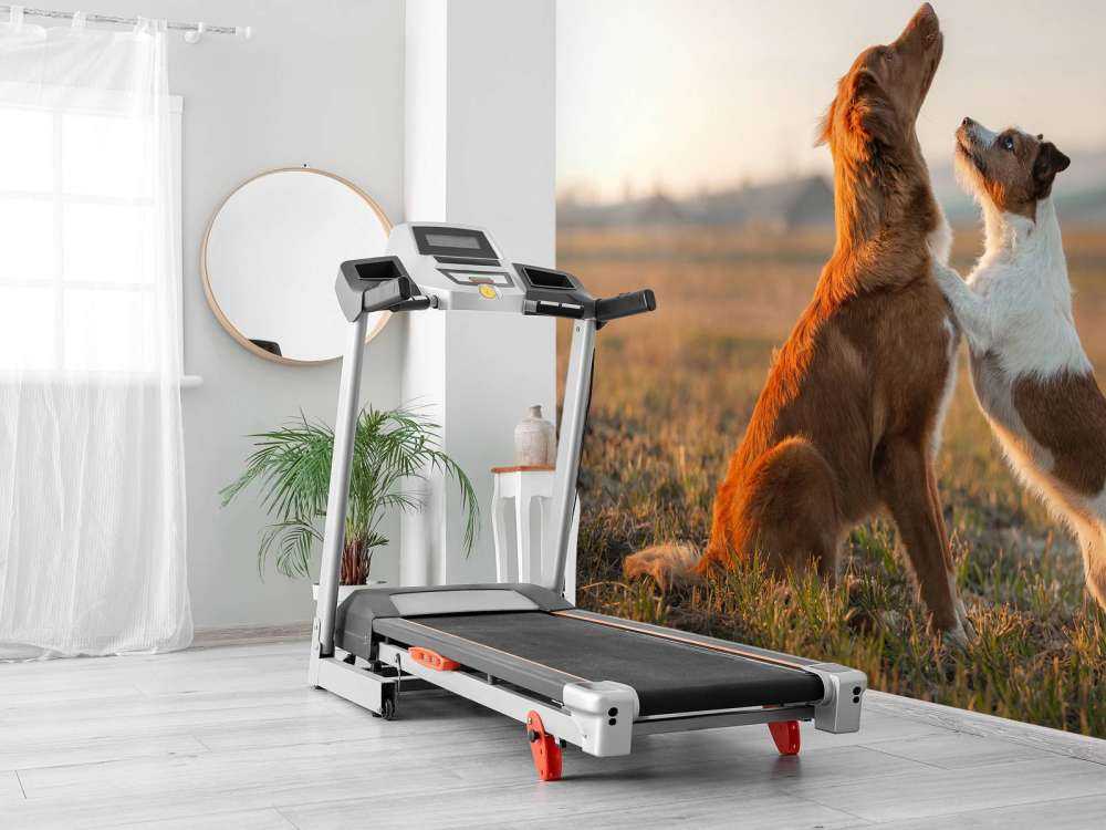 Recherche de chiens