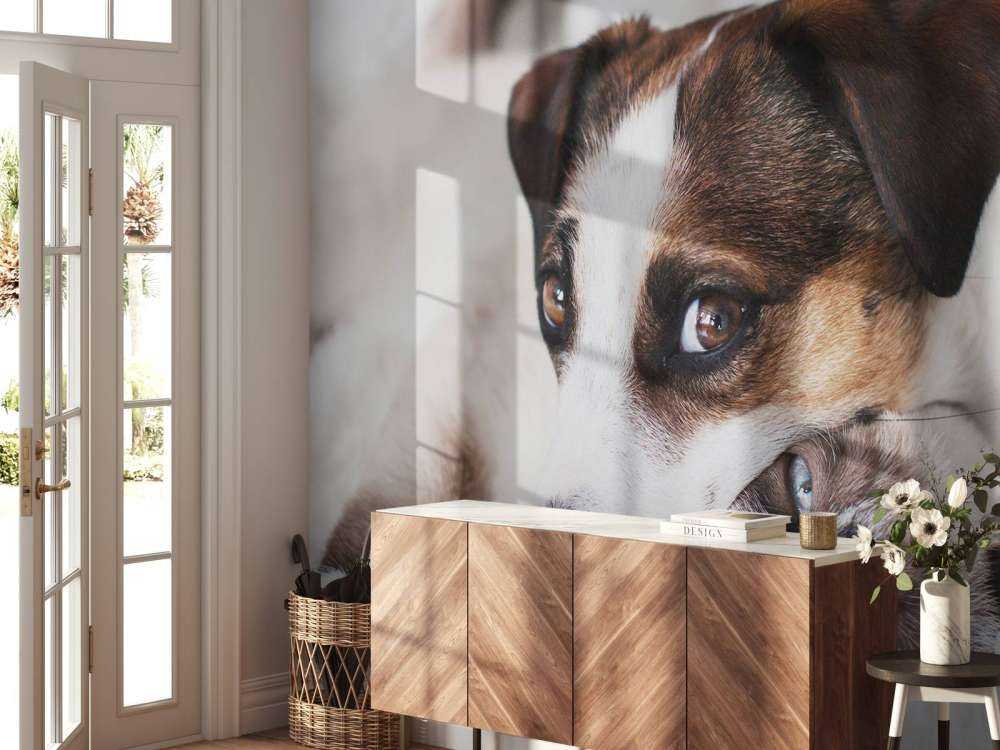 Chien et chat
