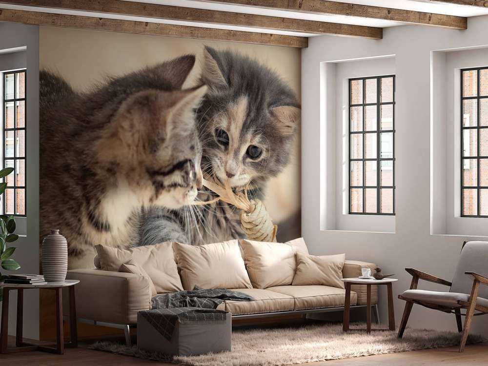 Jouer aux chatons