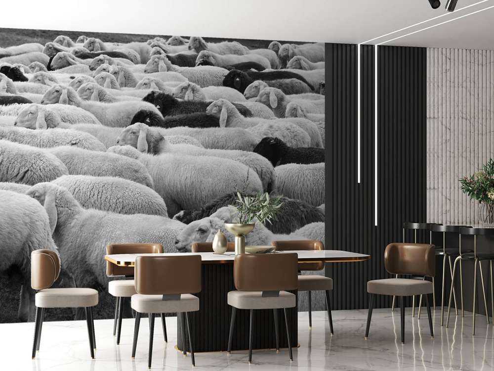 Moutons noir et blanc