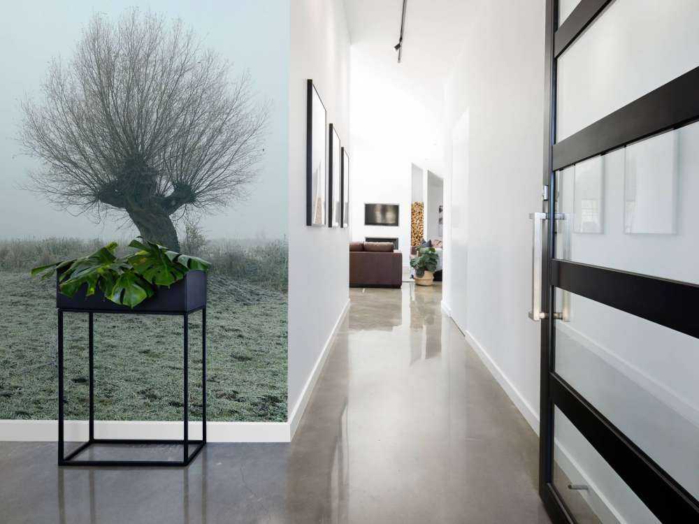 Les saules de Pollard dans le brouillard