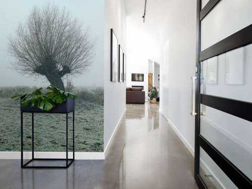 Les saules de Pollard dans le brouillard