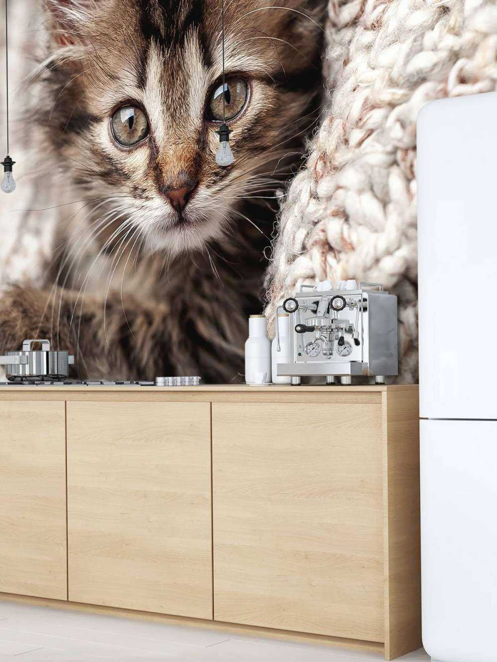 Chatte dans une couverture