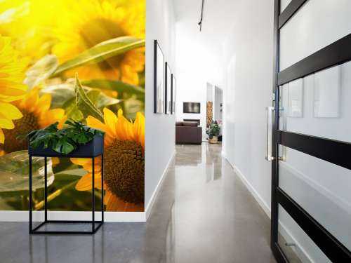 Les tournesols et le soleil