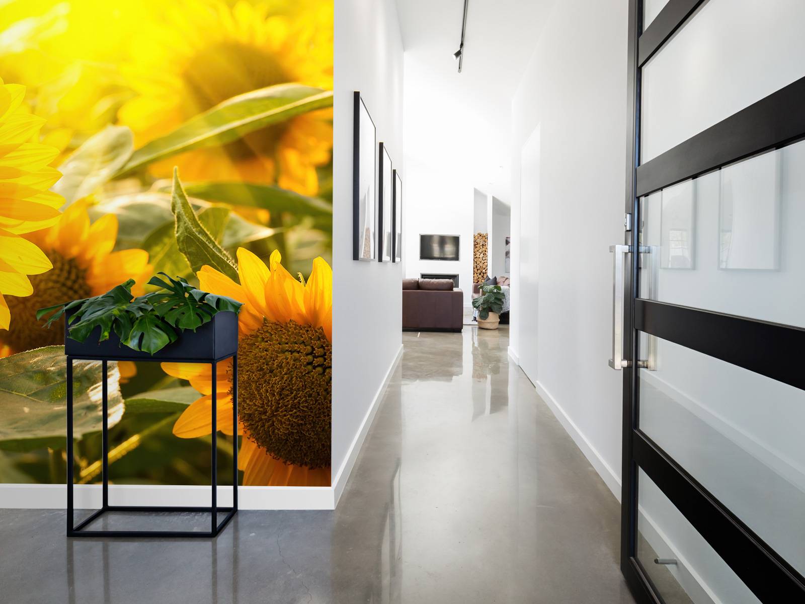 Les tournesols et le soleil