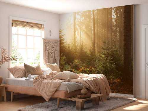Rayons de soleil à travers la forêt