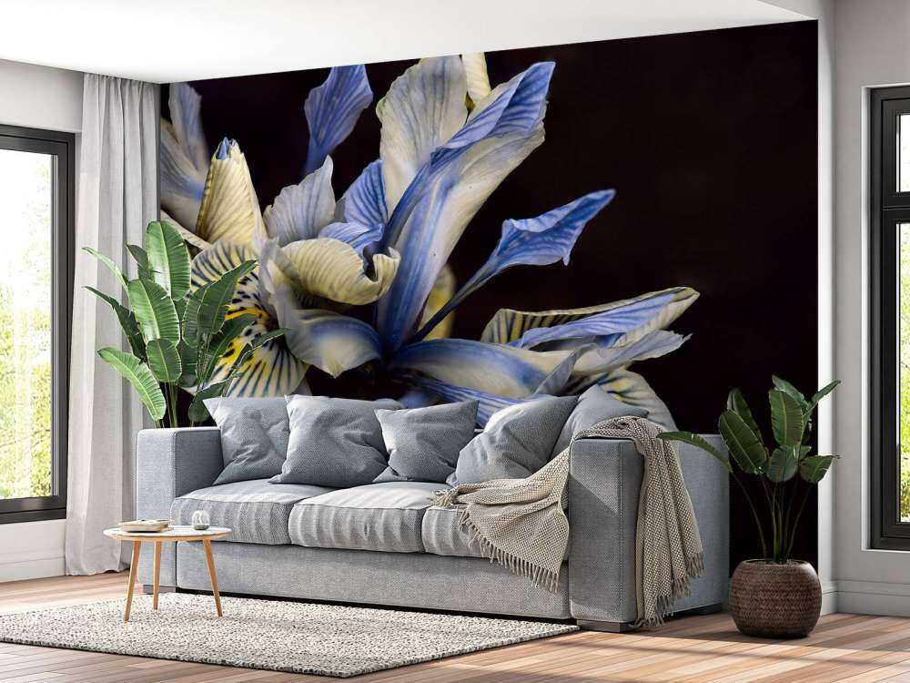 Iris bleus