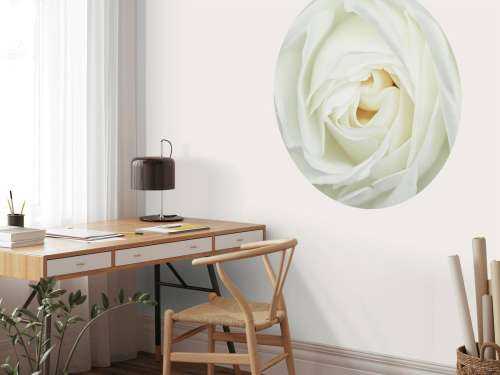 Rose blanche