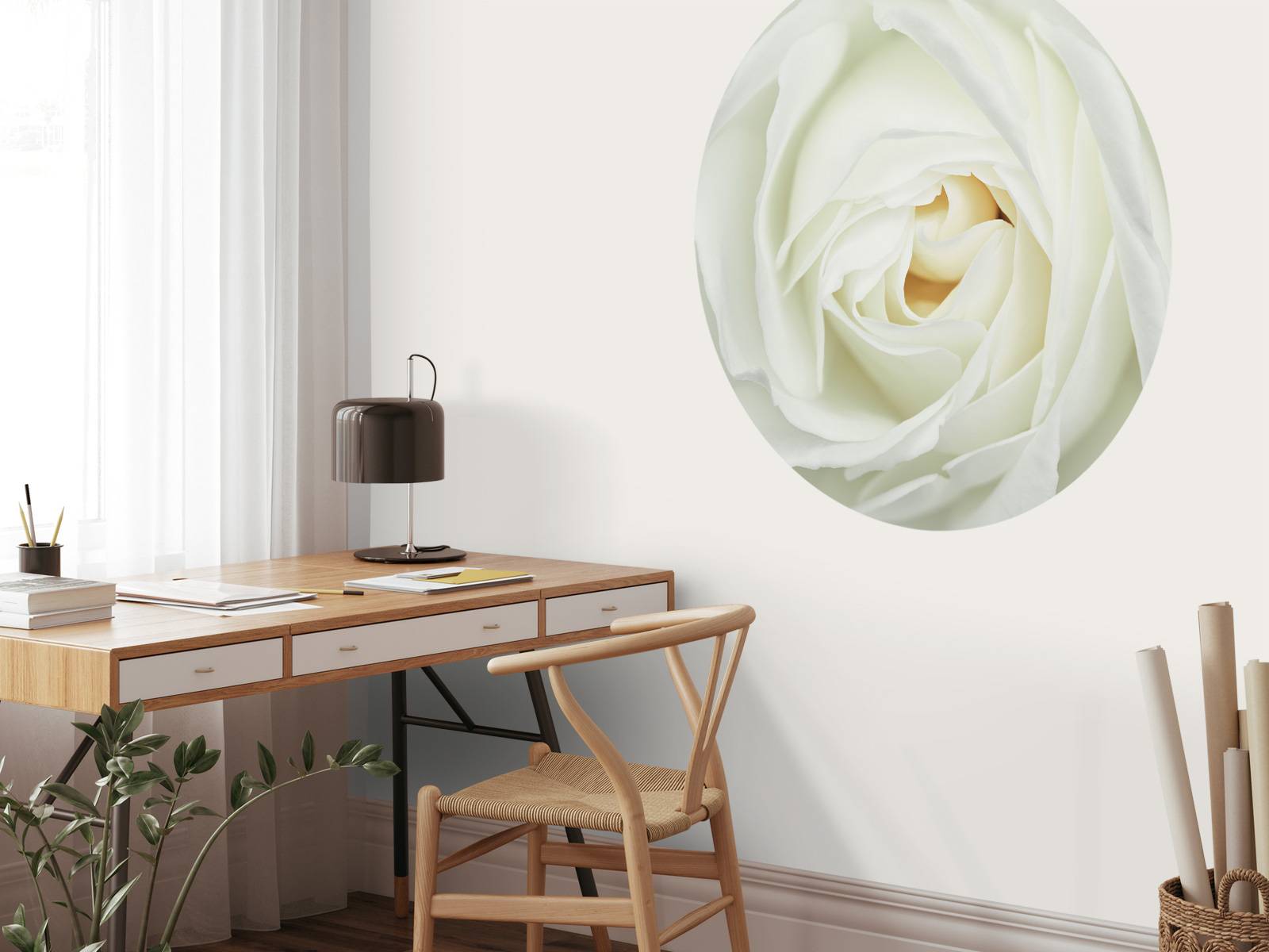 Rose blanche