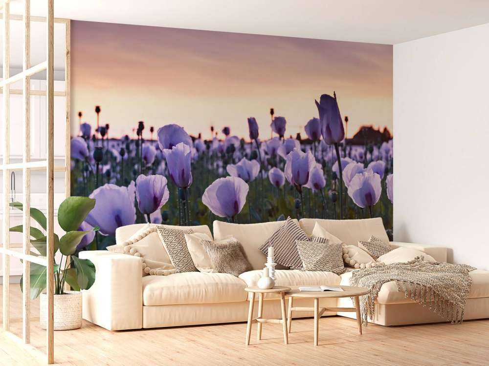 Coquelicots lilas