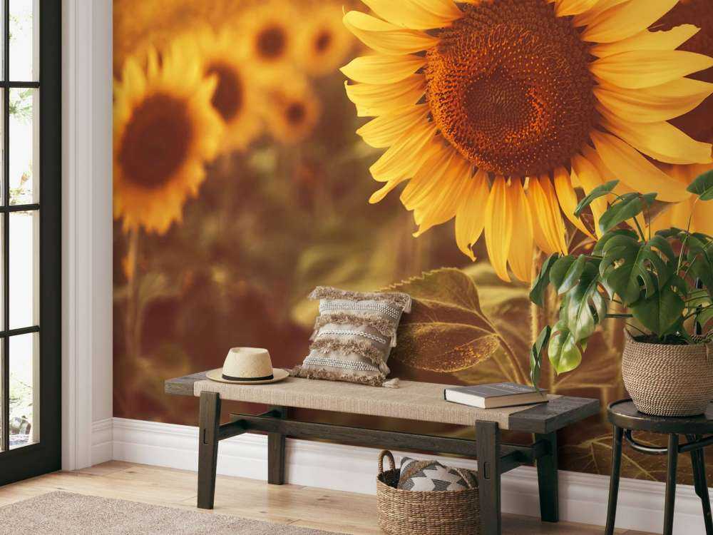 Les tournesols en plein soleil