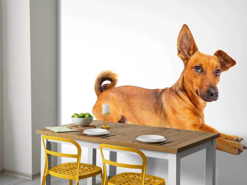 Un chien mignon