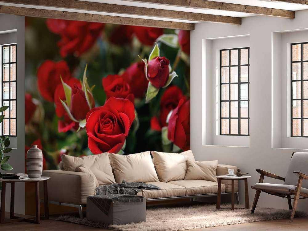 Rosier rouge