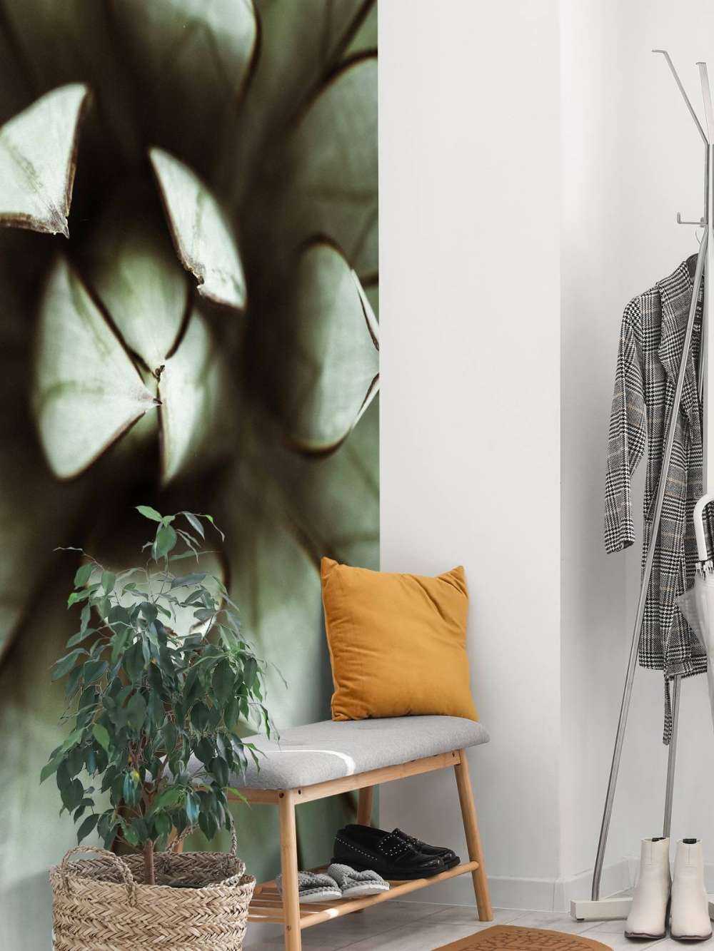 Plante grasse