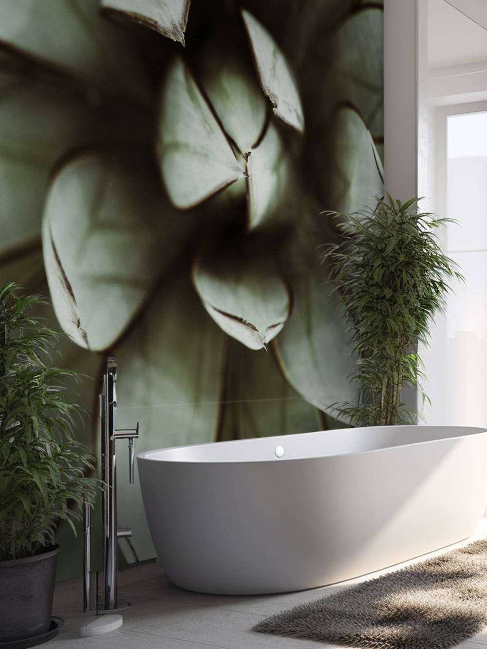 Plante grasse