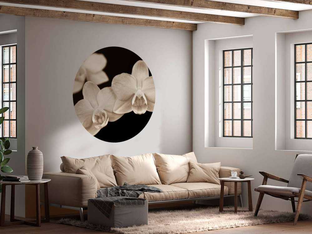 Orchidées blanches
