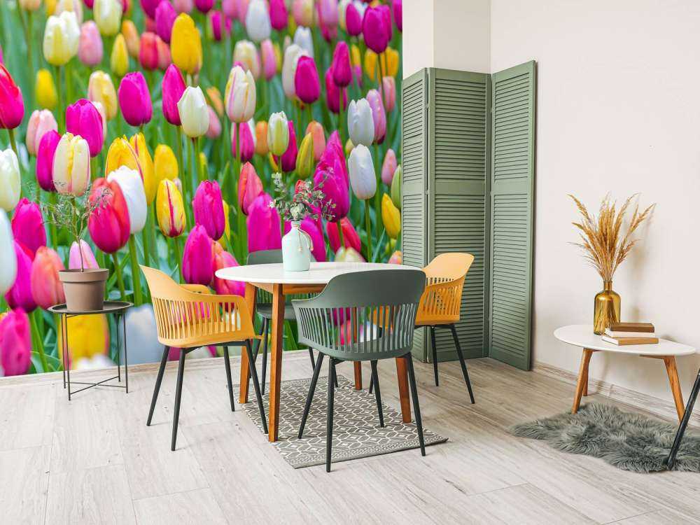 Tulipes multicolores dans un champ