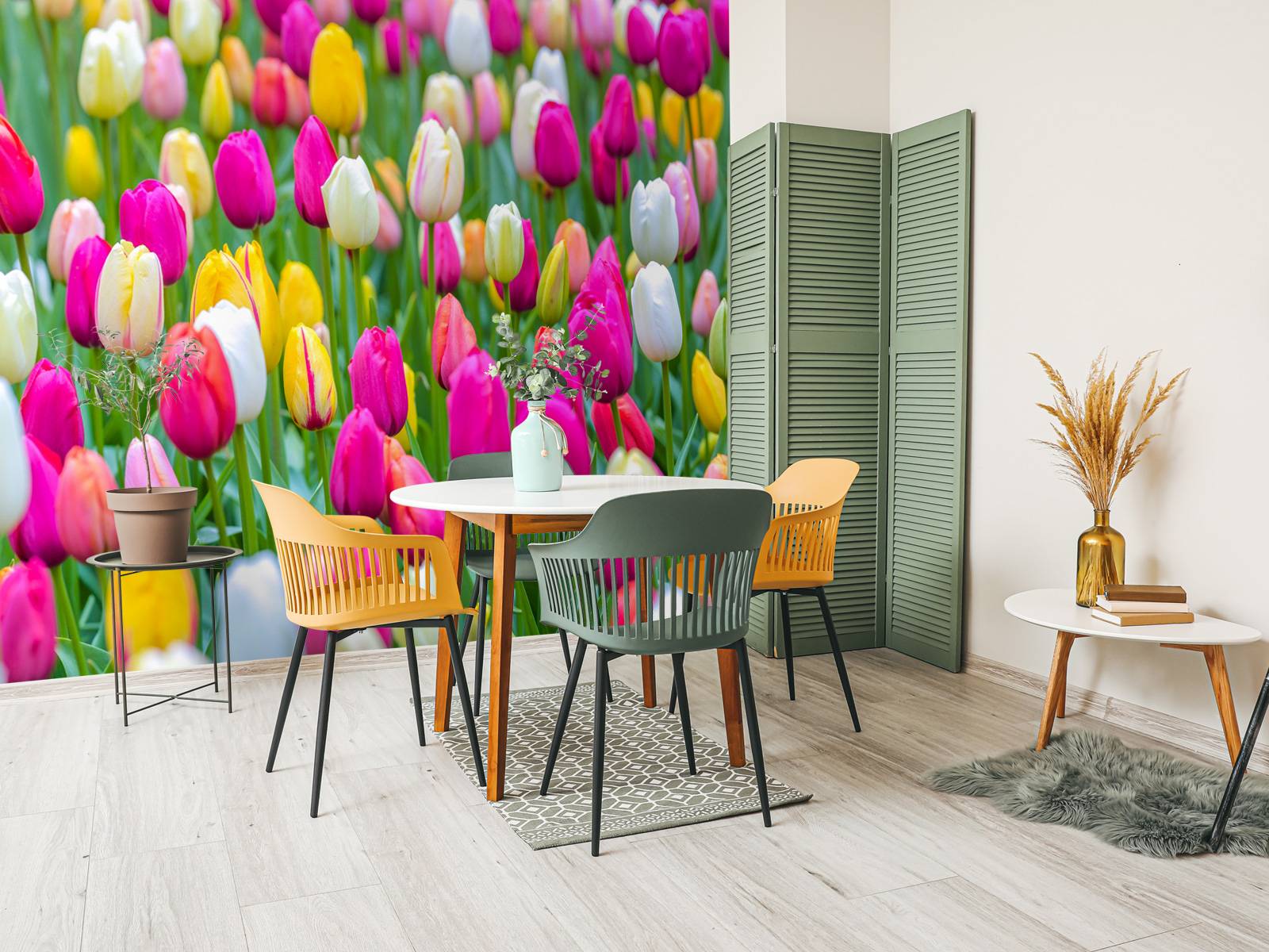 Tulipes multicolores dans un champ