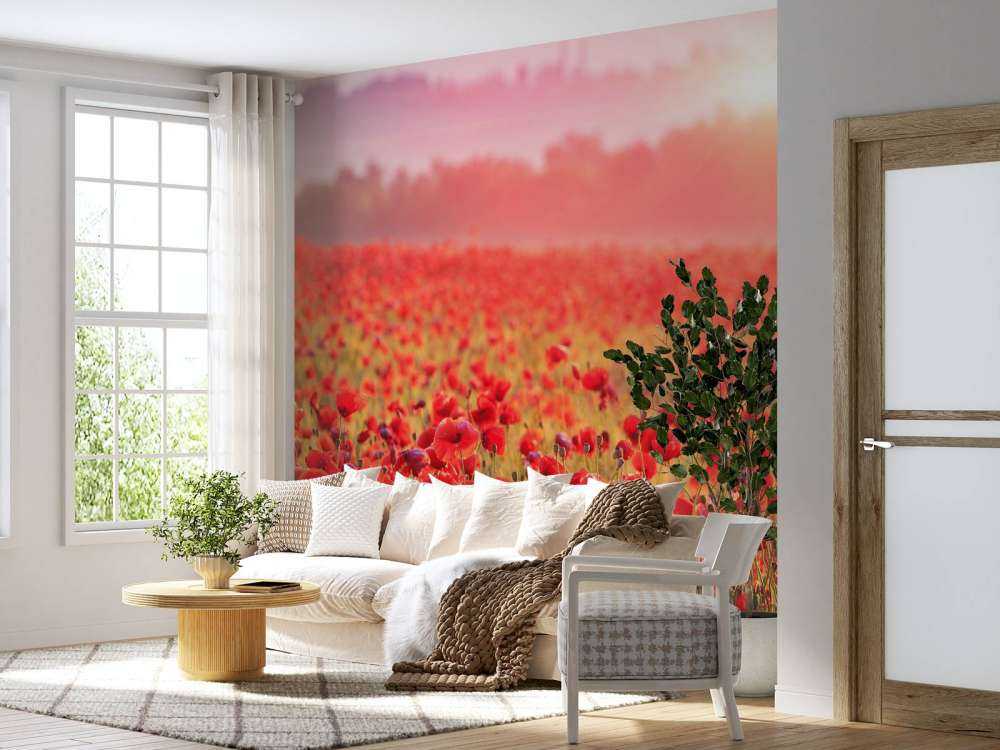 Champ plein de coquelicots