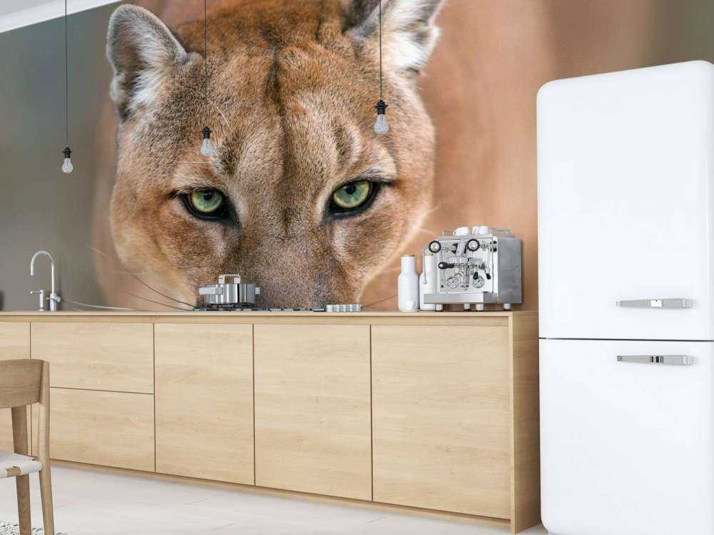 Puma en gros plan