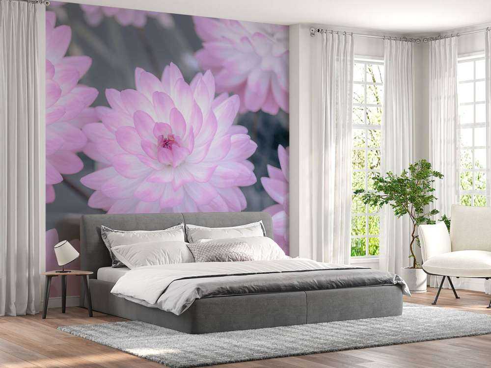 Fleur de dahlia rose