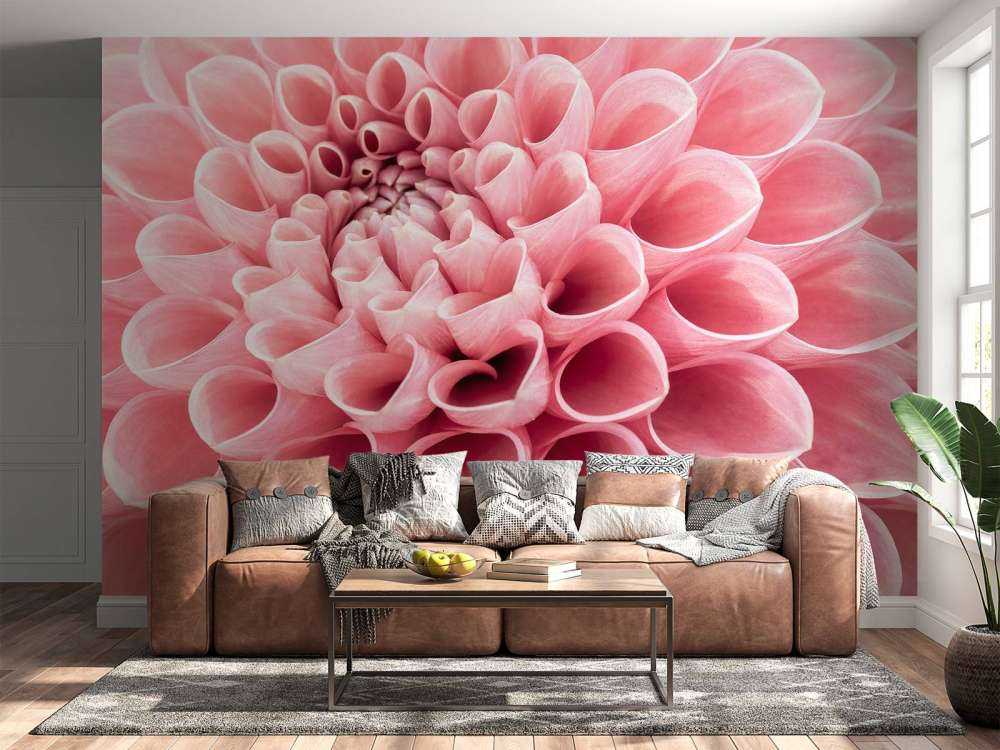 Dahlia rose