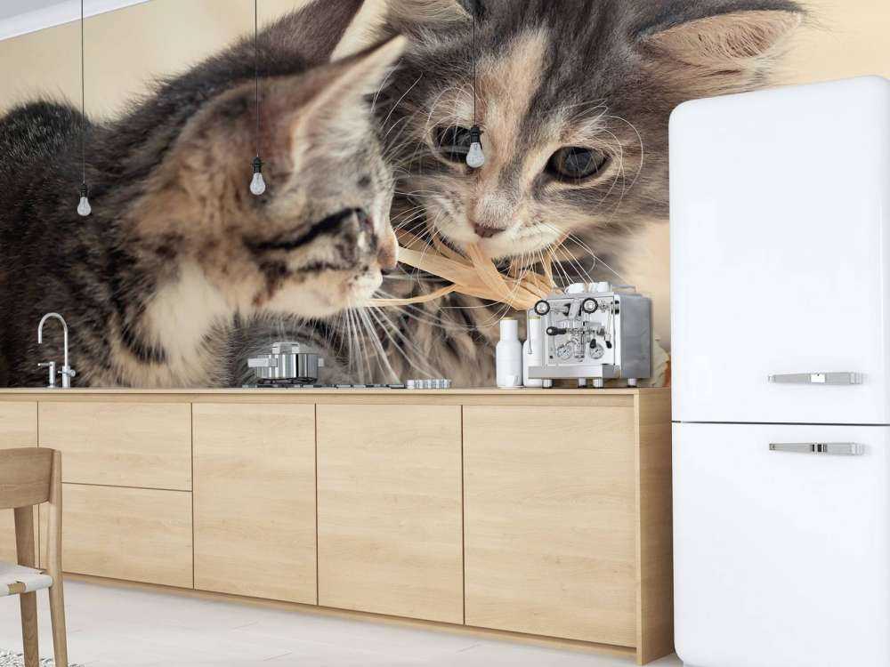 Jouer aux chatons