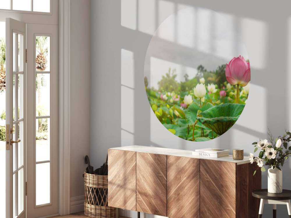 Fleurs de lotus roses et blanches