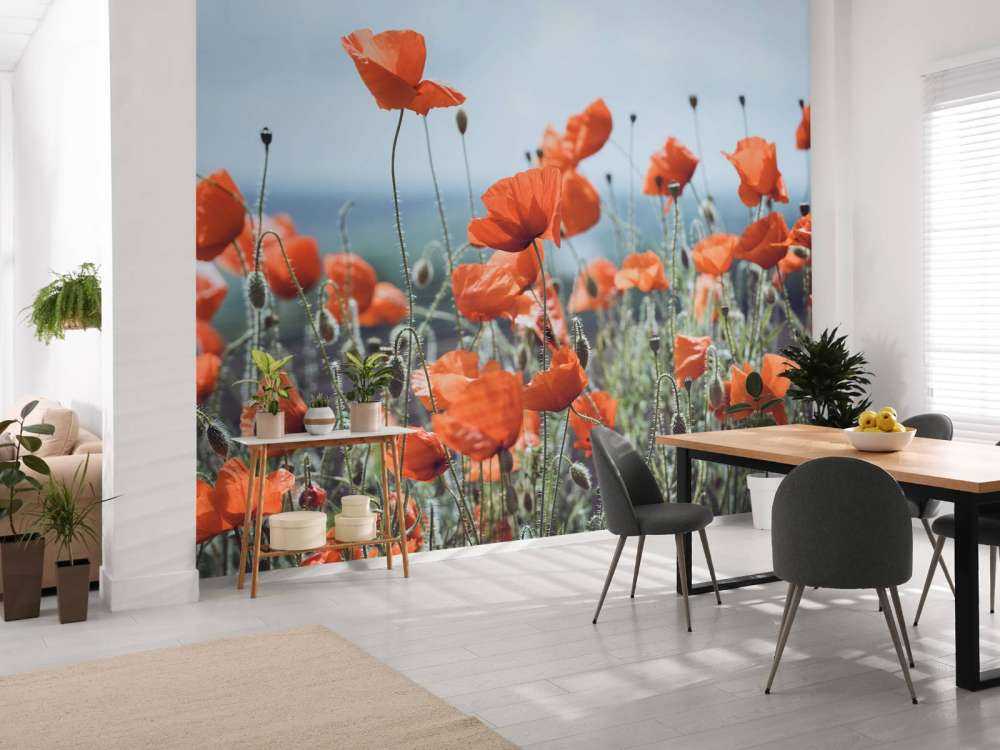 Champ de coquelicots