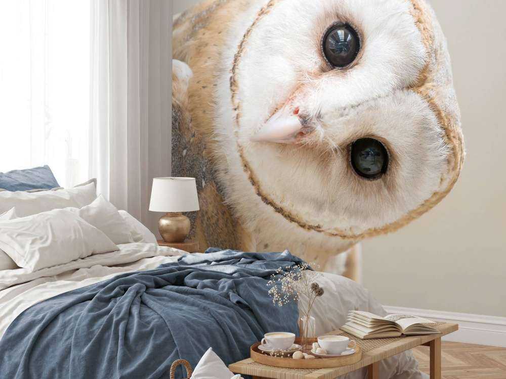 Chouette avec la tête inclinée