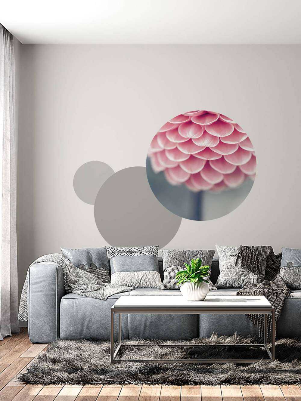 Dahlia en gros plan