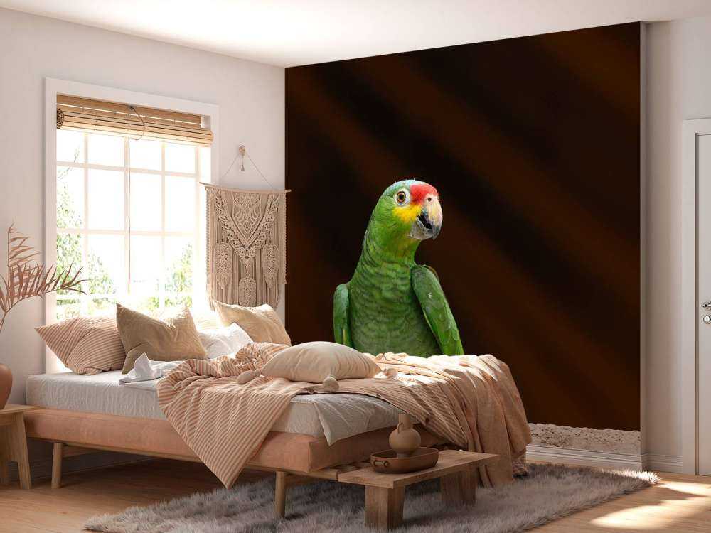 Perroquet amazone