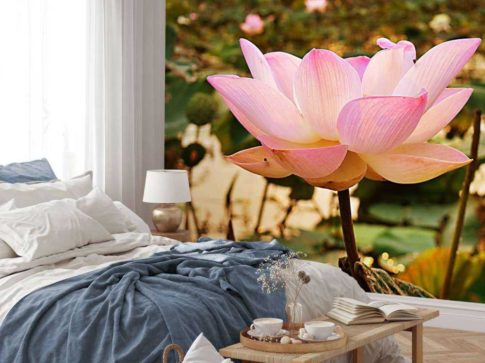 La fleur de lotus rose