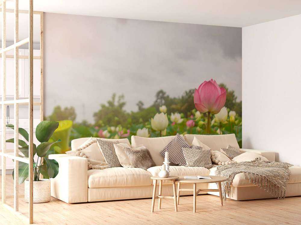 Fleurs de lotus roses et blanches